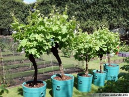 ui a vigne sur balcon?