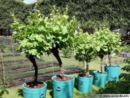 ui a vigne sur balcon?