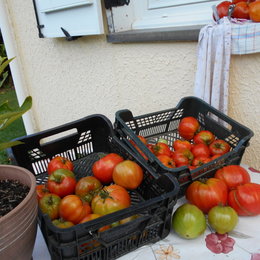 TOMATES