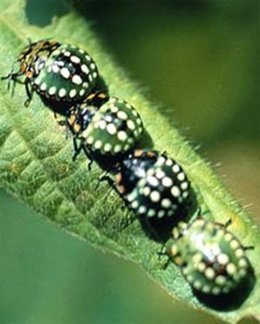 Punaise verte au jardin