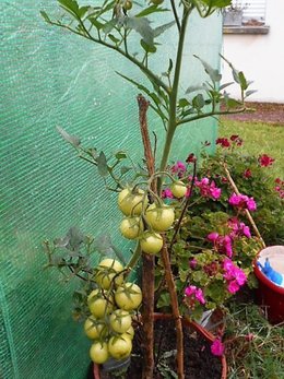 arrosage pomme de terre