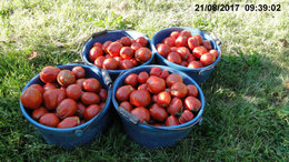 TOMATES