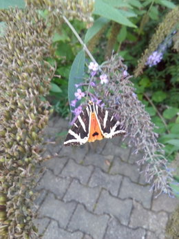 Quel est ce Papillon ?