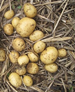 Planter les pommes de terre dans une tour