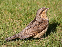 identifier un oiseaux