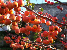 De quel arbre à fruits s'agit-il?