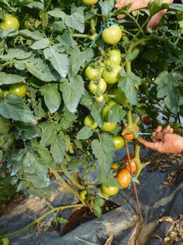 Tomates jusqu'en hiver