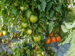 Tomates jusqu'en hiver