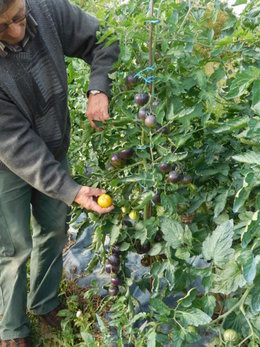 Tomates jusqu'en hiver