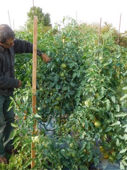 Tomates jusqu'en hiver