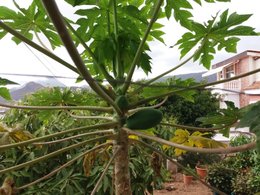 les haricots , çà commence