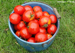 RECOLTE AU POTAGER