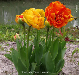 oignons de tulipes abimés 