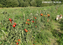 RECOLTE AU POTAGER