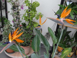 STRELITZIA  FLEUR OU PAS ?