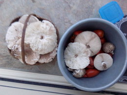 champignons 