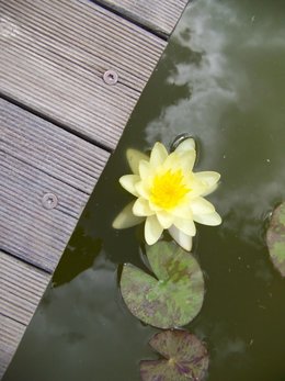 Un coin japonais dans mon jardin