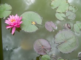 Un coin japonais dans mon jardin