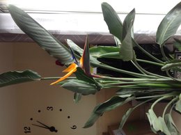 STRELITZIA  FLEUR OU PAS ?