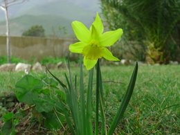 Un jardin amatrice...