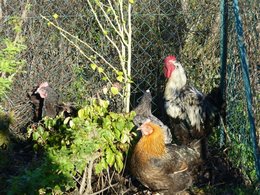 Un jardin amatrice...