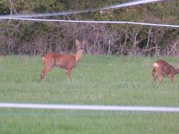 Un jardin amatrice...