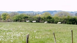 Un jardin amatrice...