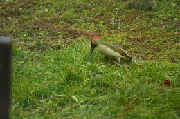 oiseaux de vos jardins