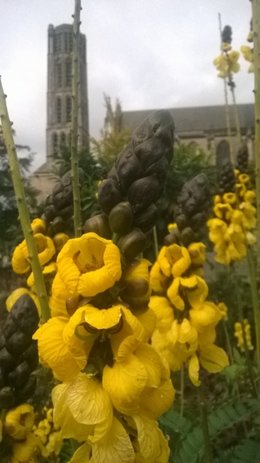 Cassia didymobotrya - Senna didymobotrya