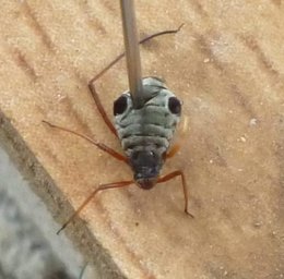 maladie des lauriers amande