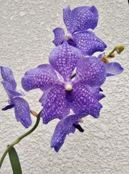 vanda