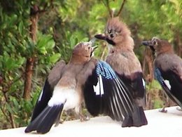 oiseaux de vos jardins