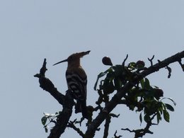 oiseaux de vos jardins