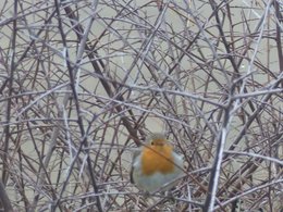 oiseaux de vos jardins