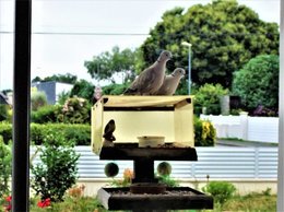 oiseaux de vos jardins