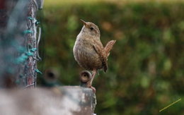 oiseaux de vos jardins