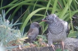 oiseaux de vos jardins