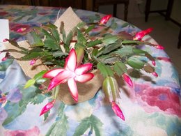 Cactus de Noël - Schlumbergera