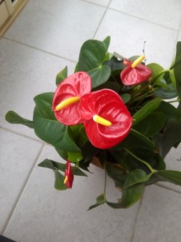 Anthurium