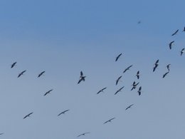 oiseaux de vos jardins