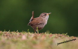 oiseaux de vos jardins