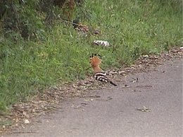 oiseaux de vos jardins