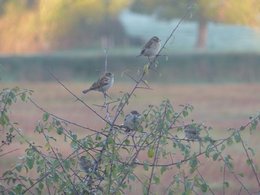 oiseaux de vos jardins