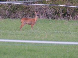 Autres animaux!