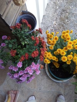 Recycler les chrysanthèmes défleuris du cimetière