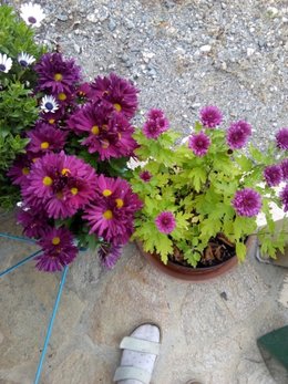 Recycler les chrysanthèmes défleuris du cimetière