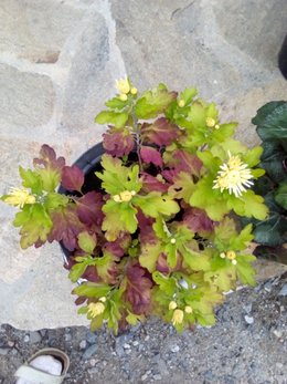 Recycler les chrysanthèmes défleuris du cimetière