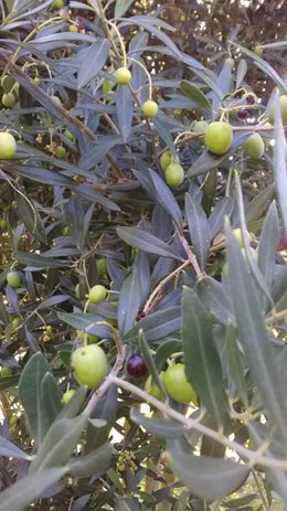 Lavande : taille et soin du jardin  