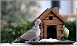 Construire une Mangeoire pour oiseaux en bois - Idée