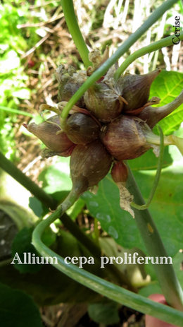 Légumes perpétuels